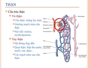 THẬN


Cấu trúc thận
 Vỏ thận:
Cầu thận: màng lọc máu
 Giường mạch máu cầu
thận
 Nội tiết: renine,
erythropoetine


 Tủy

thận

Hệ thống ống dẫn
 Quai thận: hấp thu nước,
muối, ion, đạm…
 Các mạch máu sau cầu
thận


 