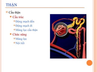 THẬN


Cầu thận
 Cấu trúc
Động mạch đến
 Động mạch đi
 Màng lọc cầu thận


 Chức

năng

Màng lọc
 Nội tiết


 