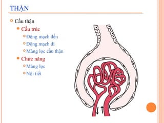 THẬN


Cầu thận
 Cấu trúc
Động mạch đến
 Động mạch đi
 Màng lọc cầu thận


 Chức

năng

Màng lọc
 Nội tiết


 