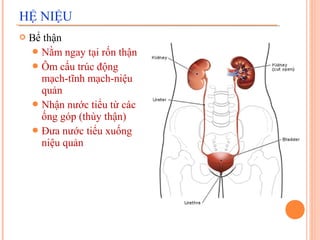 HỆ NIỆU


Bể thận
 Nằm ngay tại rốn thận
 Ôm cấu trúc động
mạch-tĩnh mạch-niệu
quản
 Nhận nước tiểu từ các
ống góp (thùy thận)
 Đưa nước tiểu xuống
niệu quản

 