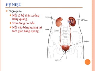 HỆ NIỆU


Niệu quản
 Nối từ bể thận xuống
bàng quang
 Nhu động co thắc
 Nối vào bàng quang tại
tam giác bàng quang

 