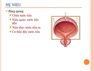 HỆ NIỆU


Bàng quang
 Chứa nước tiểu
 Niệu quản: nước tiểu
đến
 Niệu đạo: nước tiểu ra
 Co thắc đẩy nước tiểu

 