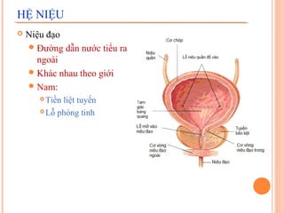 HỆ NIỆU


Niệu đạo
 Đường dẫn nước tiểu ra
ngoài
 Khác nhau theo giới
 Nam:
Tiền liệt tuyến
 Lỗ phóng tinh


 