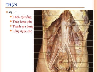 THẬN


Vị trí
 2 bên cột sống
 Thắc lưng trên
 Thành sau bụng
 Lồng ngực che

 