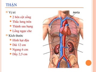 THẬN
Vị trí
 2 bên cột sống
 Thắc lưng trên
 Thành sau bụng
 Lồng ngực che
 Kích thước
 Hình hạt đậu
 Dài 12 cm
 Ngang 6 cm
 Dầy 2,5 cm


 