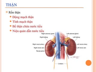 THẬN


Rốn thận
 Động mạch thận
 Tĩnh mạch thận
 Bể thận chứa nước tiểu
 Niệu quản dẫn nước tiểu

 