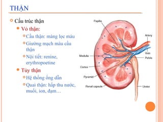 THẬN


Cấu trúc thận
 Vỏ thận:
Cầu thận: màng lọc máu
 Giường mạch máu cầu
thận
 Nội tiết: renine,
erythropoetine


 Tủy

thận

Hệ thống ống dẫn
 Quai thận: hấp thu nước,
muối, ion, đạm…


 