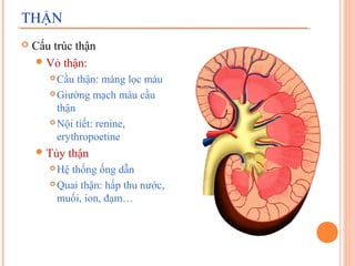 THẬN


Cấu trúc thận
 Vỏ thận:
Cầu thận: màng lọc máu
 Giường mạch máu cầu
thận
 Nội tiết: renine,
erythropoetine


 Tủy

thận

Hệ thống ống dẫn
 Quai thận: hấp thu nước,
muối, ion, đạm…


 