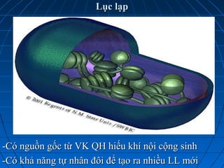 Lục lạpLục lạp
-Có nguồn gốc từ VK QH hiếu khí nội cộng sinh-Có nguồn gốc từ VK QH hiếu khí nội cộng sinh
-Có khả năng tự nhân đôi để tạo ra nhiều LL mới-Có khả năng tự nhân đôi để tạo ra nhiều LL mới
 