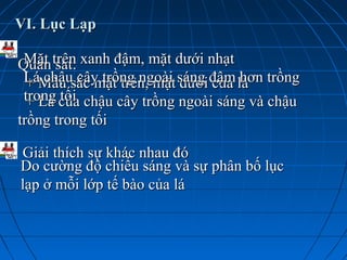 VI. Lục LạpVI. Lục Lạp
Quan sát:Quan sát:
+ Màu sắc mặt trên, mặt dưới của lá+ Màu sắc mặt trên, mặt dưới của lá
+ Lá của chậu cây trồng ngoài sáng và chậu+ Lá của chậu cây trồng ngoài sáng và chậu
trồng trong tốitrồng trong tối
Mặt trên xanh đậm, mặt dưới nhạtMặt trên xanh đậm, mặt dưới nhạt
Lá chậu cây trồng ngoài sáng đậm hơn trồngLá chậu cây trồng ngoài sáng đậm hơn trồng
trong tốitrong tối
Giải thích sự khác nhau đóGiải thích sự khác nhau đó
Do cường độ chiếu sáng và sự phân bố lụcDo cường độ chiếu sáng và sự phân bố lục
lạp ở mỗi lớp tế bào của lálạp ở mỗi lớp tế bào của lá
 
