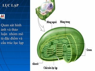 LỤC LẠPLỤC LẠP
Quan sát hìnhQuan sát hình
ảnh và thảoảnh và thảo
luận nhóm môluận nhóm mô
tả đặc điểm vàtả đặc điểm và
cấu trúc lục lạpcấu trúc lục lạp
 