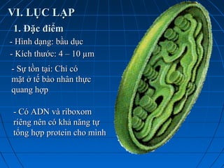 VI. LỤC LẠPVI. LỤC LẠP
1. Đặc điểm1. Đặc điểm
- Hình dạng: bầu dục- Hình dạng: bầu dục
- Kích thước: 4 – 10 µm- Kích thước: 4 – 10 µm
- Sự tồn tại: Chỉ có- Sự tồn tại: Chỉ có
mặt ở tế bào nhân thựcmặt ở tế bào nhân thực
quang hợpquang hợp
- Có ADN và riboxom- Có ADN và riboxom
riêng nên có khả năng tựriêng nên có khả năng tự
tổng hợp protein cho mìnhtổng hợp protein cho mình
 
