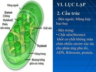 VI. LỤC LẠPVI. LỤC LẠP
2. Cấu trúc2. Cấu trúc
- Bên ngoài: Màng kép- Bên ngoài: Màng kép
bao bọcbao bọc
- Bên trong:- Bên trong:
• Chất nền(Stroma):Chất nền(Stroma):
khối cơ chất không màukhối cơ chất không màu
chứa nhiều enzim xúc tácchứa nhiều enzim xúc tác
cho phản ứng pha tối,cho phản ứng pha tối,
ADN, Riboxom, protein..ADN, Riboxom, protein..
 