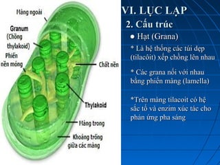 VI. LỤC LẠPVI. LỤC LẠP
2. Cấu trúc2. Cấu trúc
●● Hạt (Grana)Hạt (Grana)
* Là hệ thống các túi dẹp* Là hệ thống các túi dẹp
(tilacôit) xếp chồng lên nhau(tilacôit) xếp chồng lên nhau
* Các grana nối với nhau* Các grana nối với nhau
bằng phiến màng (lamella)bằng phiến màng (lamella)
*Trên màng tilacoit có hệ*Trên màng tilacoit có hệ
sắc tố và enzim xúc tác chosắc tố và enzim xúc tác cho
phản ứng pha sángphản ứng pha sáng
 