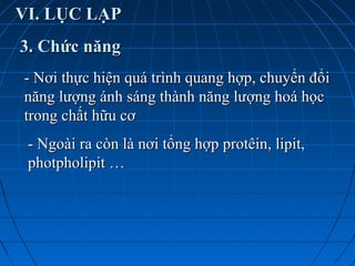 VI. LỤC LẠPVI. LỤC LẠP
3. Chức năng3. Chức năng
- Nơi thực hiện quá trình quang hợp, chuyển đổi- Nơi thực hiện quá trình quang hợp, chuyển đổi
năng lượng ánh sáng thành năng lượng hoá họcnăng lượng ánh sáng thành năng lượng hoá học
trong chất hữu cơtrong chất hữu cơ
- Ngoài ra còn là nơi tổng hợp protêin, lipit,- Ngoài ra còn là nơi tổng hợp protêin, lipit,
photpholipit …photpholipit …
 