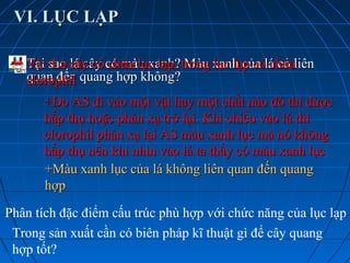 VI. LỤC LẠPVI. LỤC LẠP
Tại sao lá cây có màu xanh? Màu xanh của lá có liênTại sao lá cây có màu xanh? Màu xanh của lá có liên
quan đến quang hợp không?quan đến quang hợp không?
Vì:+Lá cây có chứa lục lạp, trong lục lạp có chứaVì:+Lá cây có chứa lục lạp, trong lục lạp có chứa
clorophilclorophil
+Do AS đi vào một vật hay một chất nào đó thì được+Do AS đi vào một vật hay một chất nào đó thì được
hấp thụ hoặc phản xạ trở lại. Khi chiếu vào lá thìhấp thụ hoặc phản xạ trở lại. Khi chiếu vào lá thì
clorophil phản xạ lại AS màu xanh lục mà nó khôngclorophil phản xạ lại AS màu xanh lục mà nó không
hấp thụ nên khi nhìn vào lá ta thấy có màu xanh lụchấp thụ nên khi nhìn vào lá ta thấy có màu xanh lục
+Màu xanh lục của lá không liên quan đến quang+Màu xanh lục của lá không liên quan đến quang
hợphợp
Phân tích đặc điểm cấu trúc phù hợp với chức năng của lục lạp
Trong sản xuất cần có biên pháp kĩ thuật gì để cây quang
hợp tốt?
 