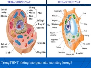 TẾ BÀO THỰC VẬT
TrongTBNT những bào quan nào tạo năng lượng?
TÊ BÀO ĐỘNG VẬT
 