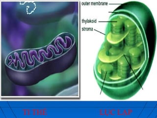 TI THỂ LỤC LẠP
 