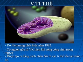 V.TI THỂV.TI THỂ
- Do Flemming phát hiện năm 1882Flemming phát hiện năm 1882
- Có nguồn gốc từ VK hiếu khí sống cộng sinh trong- Có nguồn gốc từ VK hiếu khí sống cộng sinh trong
TBNTTBNT
- Được tạo ra bằng cách nhân đôi từ các ti thể tồn tại trước- Được tạo ra bằng cách nhân đôi từ các ti thể tồn tại trước
đóđó
 