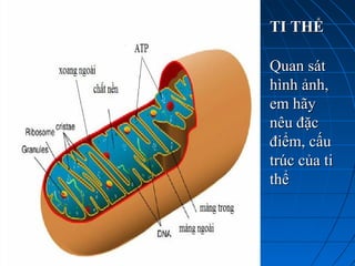 TI THỂTI THỂ
Quan sátQuan sát
hình ảnh,hình ảnh,
em hãyem hãy
nêu đặcnêu đặc
điểm, cấuđiểm, cấu
trúc của titrúc của ti
thểthể
 