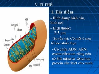 V.V. TI THỂTI THỂ
1. Đặc điểm1. Đặc điểm
- Hình dạng: hình cầu,- Hình dạng: hình cầu,
hình sợihình sợi
- Kích thước:- Kích thước:
2-5 µm2-5 µm
- Sự tồn tại: Có mặt ở mọi- Sự tồn tại: Có mặt ở mọi
tế bào nhân thựctế bào nhân thực
- Có chứa ADN, ARN,- Có chứa ADN, ARN,
enzim,riboxom riêng nênenzim,riboxom riêng nên
có khả năng tự tổng hợpcó khả năng tự tổng hợp
protein cần thiết cho mìnhprotein cần thiết cho mình
 
