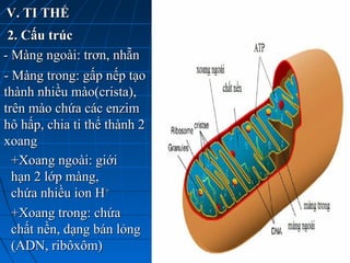V. TI THỂV. TI THỂ
2. Cấu trúc2. Cấu trúc
- Màng ngoài: trơn, nhẵn- Màng ngoài: trơn, nhẵn
- Màng trong: gấp nếp tạo- Màng trong: gấp nếp tạo
thành nhiều mào(crista),thành nhiều mào(crista),
trên mào chứa các enzimtrên mào chứa các enzim
hô hấp, chia ti thể thành 2hô hấp, chia ti thể thành 2
xoangxoang
+Xoang ngoài: giới+Xoang ngoài: giới
hạn 2 lớp màng,hạn 2 lớp màng,
chứa nhiều ion Hchứa nhiều ion H++
+Xoang trong: chứa+Xoang trong: chứa
chất nền, dạng bán lỏngchất nền, dạng bán lỏng
(ADN, ribôxôm)(ADN, ribôxôm)
 