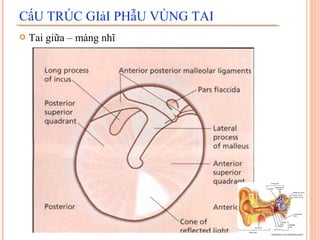 CấU TRÚC GIảI PHẫU VÙNG TAI
   Tai giữa – màng nhĩ
 