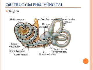 CấU TRÚC GIảI PHẫU VÙNG TAI
   Tai giữa
 