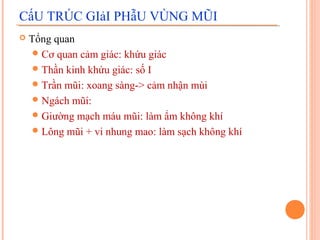 CấU TRÚC GIảI PHẫU VÙNG MŨI
   Tổng quan
     Cơ quan cảm giác: khứu giác
     Thần kinh khứu giác: số I
     Trần mũi: xoang sàng-> cảm nhận mùi
     Ngách mũi:
     Giường mạch máu mũi: làm ẩm không khí
     Lông mũi + vi nhung mao: làm sạch không khí
 