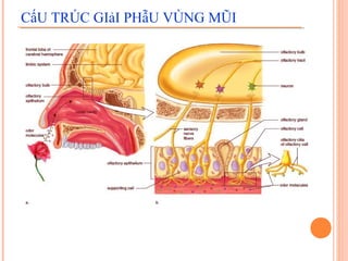 CấU TRÚC GIảI PHẫU VÙNG MŨI
 
