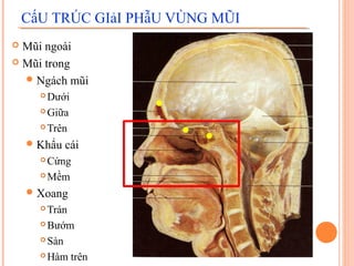 CấU TRÚC GIảI PHẫU VÙNG MŨI
 Mũi ngoài
 Mũi trong

   Ngách mũi
       Dưới
       Giữa

       Trên

     Khẩu   cái
       Cứng
       Mềm

     Xoang
       Trán
       Bướm

       Sàn

       Hàm trên
 