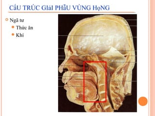 CấU TRÚC GIảI PHẫU VÙNG HọNG
   Ngã tư
     Thức ăn
     Khí
 