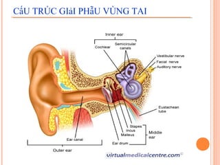 CấU TRÚC GIảI PHẫU VÙNG TAI
 