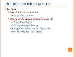 CấU TRÚC GIảI PHẫU VÙNG TAI
   Tai ngoài
     Loa tai: đón nhận âm thanh
          Cấu tạo bằng sụn + da
     Ống    tai ngoài: dẫn âm thanh đến màng nhĩ
        1/3 ngoài: sụn ống tai
        2/3 trong: xương thái dương

        Có tuyến tiết chất nhầy màu vàng (ráy tai)

        Biểu mô sừng hóa (da)->nhọt da
 