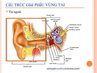 CấU TRÚC GIảI PHẫU VÙNG TAI
   Tai ngoài
 