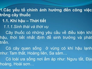 1.Các yếu tố chính ảnh hưởng đến công việc
trồng cây thuốc
1.1. Khí hậu – Thời tiết
1.1.1.Sinh thái và thời vụ
Cây thuốc có những yêu cầu về điều kiện khí
hậu, thời tiết nhất định để sinh trưởng và phát
triển.
Có cây quen sống ở vùng có khí hậu lạnh
như: Tam thất, Hoàng liên, Sa sâm…
Có loài ưa sống nơi ấm áp như: Ngưu tất, Địa
hoàng, Hoài sơn…
 