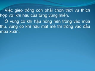 Việc gieo trồng còn phải chọn thời vụ thích
hợp với khí hậu của từng vùng miền.
Ở vùng có khí hậu nóng nên trồng vào mùa
thu, vùng có khí hậu mát mẻ thì trồng vào đầu
mùa xuân.
 