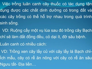 Việc trồng luân canh cây thuốc có tác dụng tận
dụng được các chất dinh dưỡng có trong đất và
các cây trồng có thể hỗ trợ nhau trong quá trình
sinh sống.
VD: Ruộng cấy một vụ lúa sau đó trồng cây Bạch
chỉ sẽ làm đất đồng đều, cỏ dại ít, đỡ sâu bệnh.
Luân canh có nhiều cách:
VD: Trồng xen cây lấy củ với cây lấy lá Bạch chỉ-
Ích mẫu, cây có rễ ăn nông với cây có rễ ăn sâu
Ngưu tất- Địa liền…
 