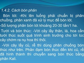 1.4.2. Cách bón phân
Bón lót: -Khi lên luống phải chuẩn bị phân
chuồng, phân xanh đã xử lý mục để bón lót.
-Số lượng phân bón lót khoảng 20-30 tấn/1 ha.
Tưới và bón thúc: -Với cây lấy thân, lá, hoa cần
tưới thúc suốt quá trình sinh trưởng cho tới lúc
cây chớm ra nụ hoa thì thôi.
-Với cây lấy củ, rễ thì dùng phân chuồng bón
thúc như trên. Phân đạm bón thúc đến khi củ, rễ
đã hình thành thì chuyển sang bón thúc bằng
phân Kali.
 