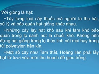Với giống là hạt:
+Tùy từng loại cây thuốc mà người ta thu hái,
xử lý và bảo quản hạt giống khác nhau.
+Những cây lấy hạt khô sau khi làm khô bảo
quản trong lọ sành nút lá chuối khô. Không nên
đựng hạt giống trong lọ thủy tinh nút mài hay trong
túi polyetylen hàn kín.
+Một số cây như Tam thất, Hoàng liên phải lấy
hạt từ tươi vừa mới thu hoạch để gieo trồng.
 