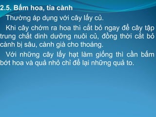 2.5. Bấm hoa, tỉa cành
Thường áp dụng với cây lấy củ.
Khi cây chớm ra hoa thì cắt bỏ ngay để cây tập
trung chất dinh dưỡng nuôi củ, đồng thời cắt bỏ
cành bị sâu, cành già cho thoáng.
Với những cây lấy hạt làm giống thì cần bấm
bớt hoa và quả nhỏ chỉ để lại những quả to.
 