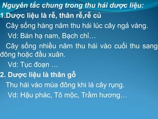 Nguyên tắc chung trong thu hái dược liệu:
1.Dược liệu là rễ, thân rễ,rễ củ
Cây sống hàng năm thu hái lúc cây ngả vàng.
Vd: Bán hạ nam, Bạch chỉ…
Cây sống nhiều năm thu hái vào cuối thu sang
đông hoặc đầu xuân.
Vd: Tục đoạn …
2. Dược liệu là thân gỗ
Thu hái vào mùa đông khi lá cây rụng.
Vd: Hậu phác, Tô mộc, Trầm hương…
 