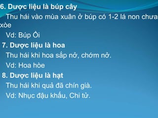 6. Dược liệu là búp cây
Thu hái vào mùa xuân ở búp có 1-2 lá non chưa
xòe
Vd: Búp Ổi
7. Dược liệu là hoa
Thu hái khi hoa sắp nở, chớm nở.
Vd: Hoa hòe
8. Dược liệu là hạt
Thu hái khi quả đã chín già.
Vd: Nhục đậu khấu, Chi tử.
 