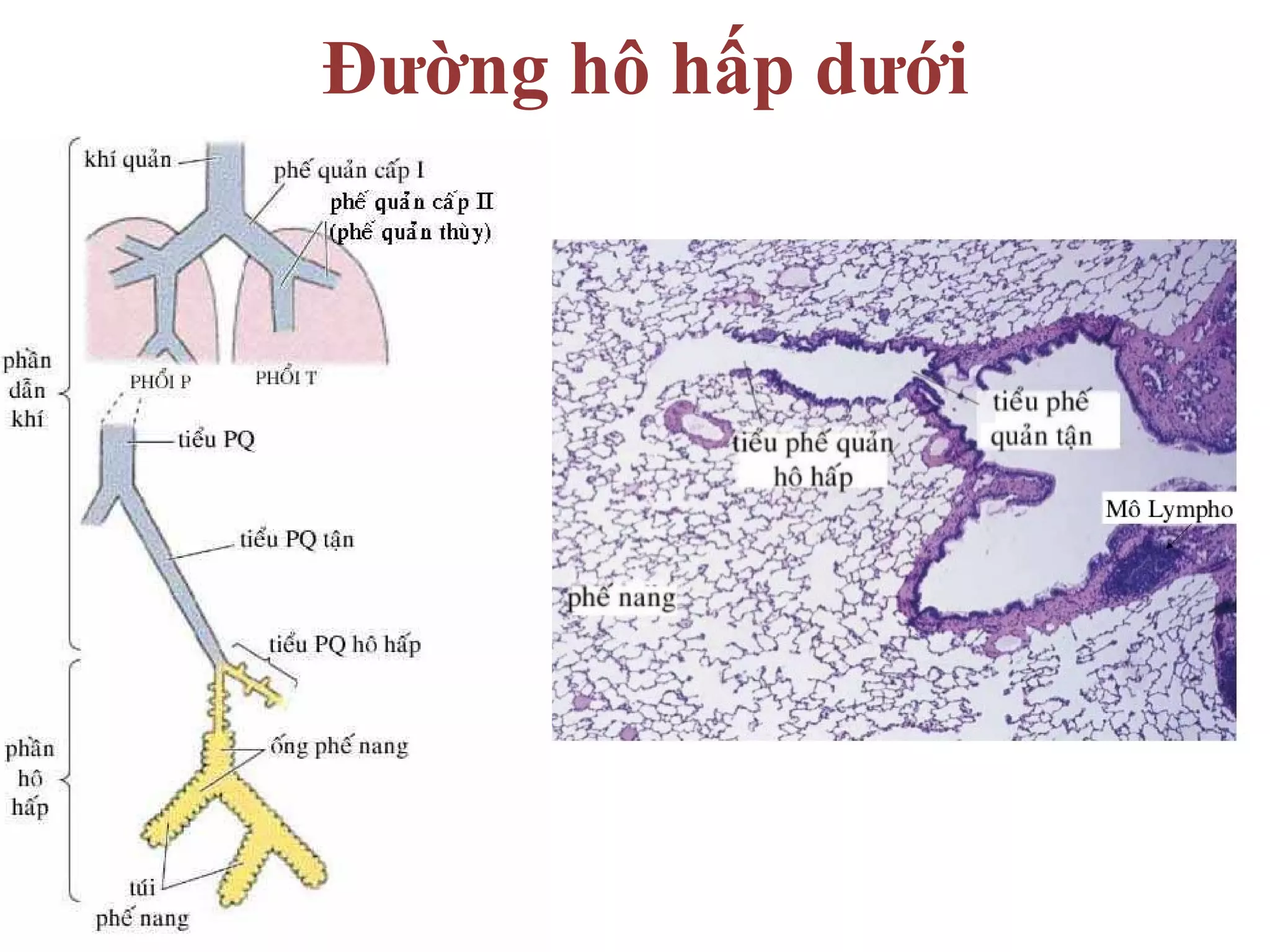 Đường hô hấp dưới
 