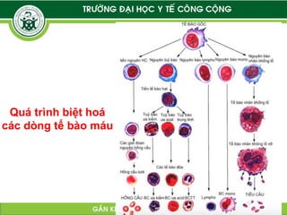 Comprehensive Overview of Blood and Hematopoiesis Processes | PDF