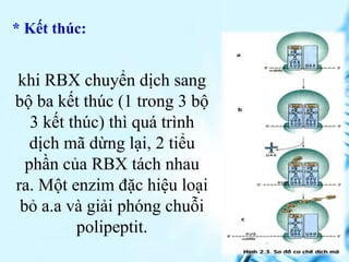 khi RBX chuyển dịch sang
bộ ba kết thúc (1 trong 3 bộ
3 kết thúc) thì quá trình
dịch mã dừng lại, 2 tiểu
phần của RBX tách...