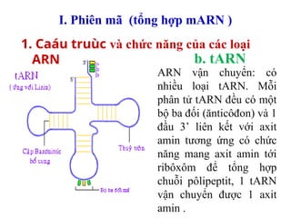 Marn Tarn Rarn bai 2 sinh hoc 12cb trung hoc pho thong.ppt