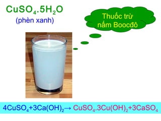 4CuSO4+3Ca(OH)2→ CuSO4.3Cu(OH)2+3CaSO4
Thuốc trừ
nấm Boocđô
CuSO4.5H2O
(phèn xanh)
 