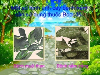 Một số hình ảnh cây bệnh nấm
cần sử dụng thuốc Boocđô.
Bệnh nấm trắngBệnh muội than
 