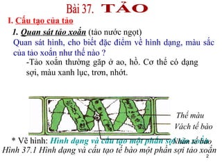 * Vẽ hình:  Hình dạng và cấu tạo một phần sợi tảo xoắn   I.  Cấu tạo của tảo 1.  Quan sát tảo xoắn   (tảo nước ngọt)  Hình 37.1 Hình dạng và cấu tạo tế bào một phần sợi tảo xoắn Thể màu Vách tế bào Nhân tế bào Quan sát hình, cho biết đặc điểm về hình dạng, màu sắc của tảo xoắn như thế nào ? -Tảo xoắn thường găp ở ao, hồ. Cơ thể có dạng sợi, màu xanh lục, trơn, nhớt.  TẢO Bài 37. 